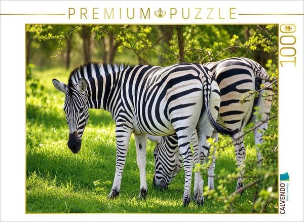 CALVENDO Puzzle Zebras im Bandia Reservat - Wildtiere im Senegal erleben | 1000 Teile Lege-Größe 64 × 48 cm Foto-Puzzle für glückliche Stunden