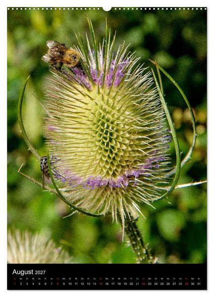 Produktbild: Bienenkalender (Wandkalender 2027 DIN A2 hoch), CALVENDO Monatskalender