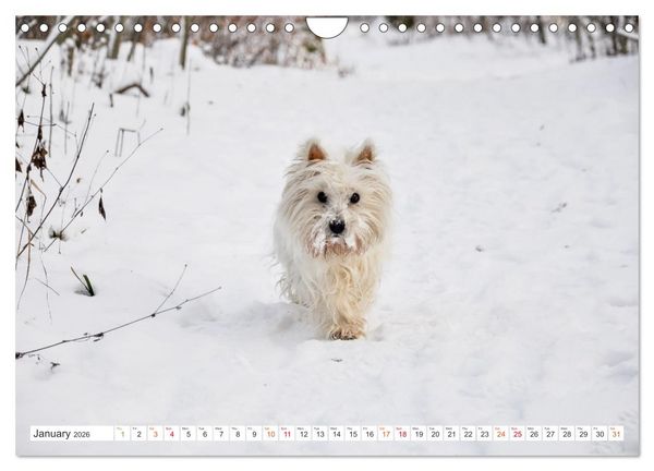 Produktbild: West Highland White Terrier - Your charming companion (Wall Calendar 2026 DIN A4 landscape), CALVENDO 12 Month Wall Calendar