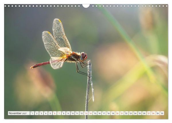 Produktbild: Libellenzauber (Wandkalender 2027 DIN A3 quer), CALVENDO Monatskalender