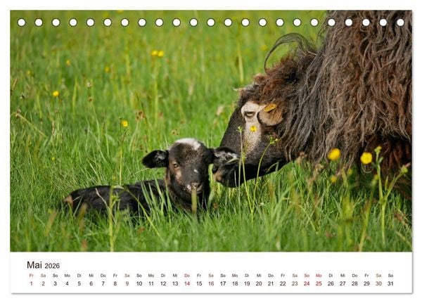Produktbild: Sch&ouml;ne Schafe (Tischkalender 2026 DIN A5 quer), CALVENDO Monatskalender