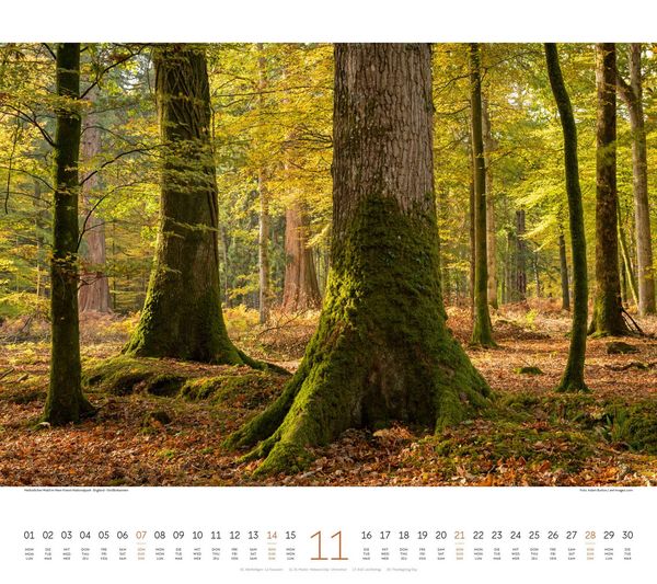 Produktbild: Wald Kalender 2027