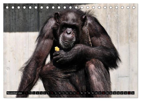 Produktbild: Schimpansen (Tischkalender 2026 DIN A5 quer), CALVENDO Monatskalender