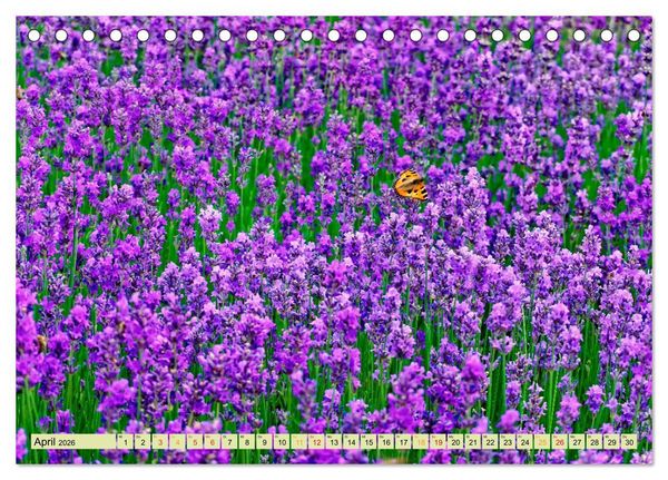 Produktbild: Traum-Ziele - Lavendel der Provence, Frankreich (Tischkalender 2026 DIN A5 quer), CALVENDO Monatskalender