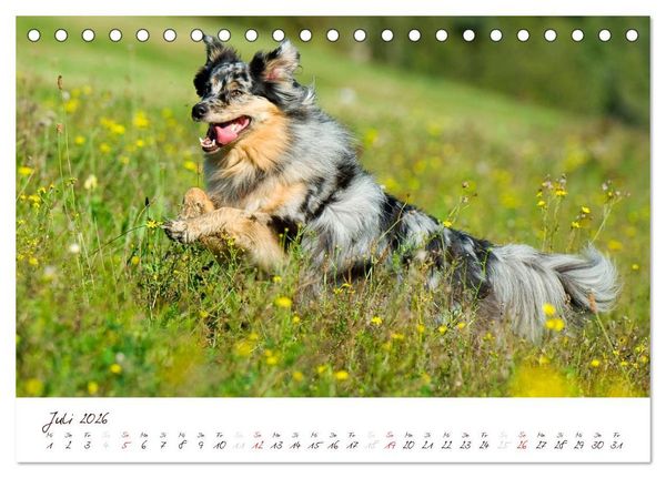 Produktbild: Wunderbare Australian Shepherds (Tischkalender 2026 DIN A5 quer), CALVENDO Monatskalender