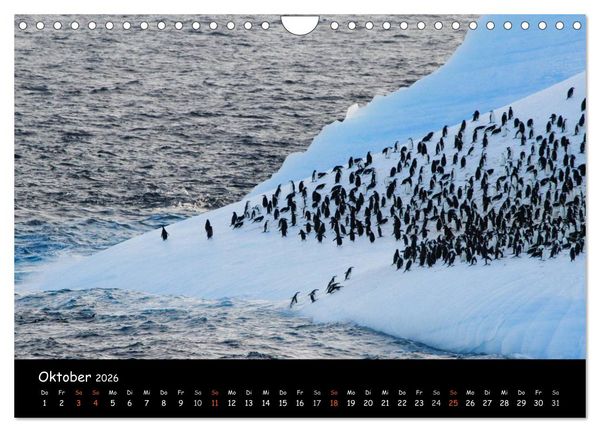 Produktbild: Pinguine aus aller Welt (Wandkalender 2026 DIN A4 quer), CALVENDO Monatskalender