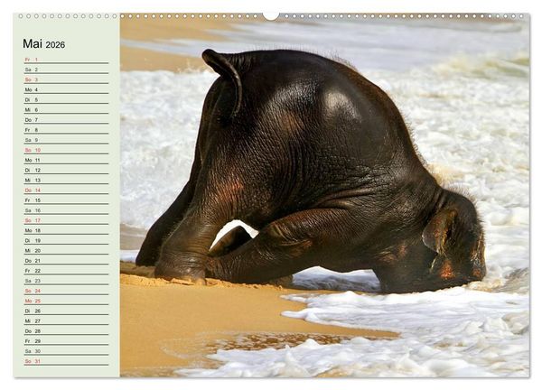 Produktbild: Elefanten. Badespa&szlig; am Strand (hochwertiger Premium Wandkalender 2026 DIN A2 quer), Kunstdruck in Hochglanz