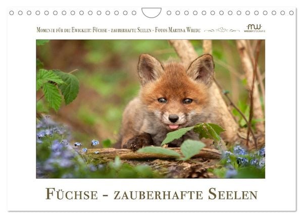 Produktbild: F&uuml;chse - zauberhafte Seelen (Wandkalender 2026 DIN A4 quer), CALVENDO Monatskalender