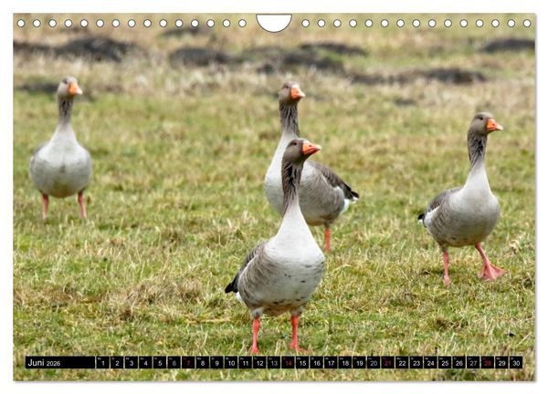 Produktbild: Gefiederte Sch&ouml;nheiten - Wildg&auml;nse in Norddeutschland (Wandkalender 2026 DIN A4 quer), CALVENDO Monatskalender