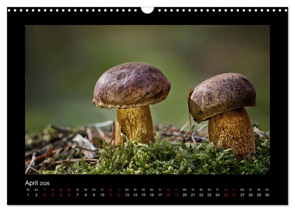 Produktbild: Pilzgalerie - Heimische Pilze aus der Region Rheinland-Pfalz (Wandkalender 2026 DIN A3 quer), CALVENDO Monatskalender