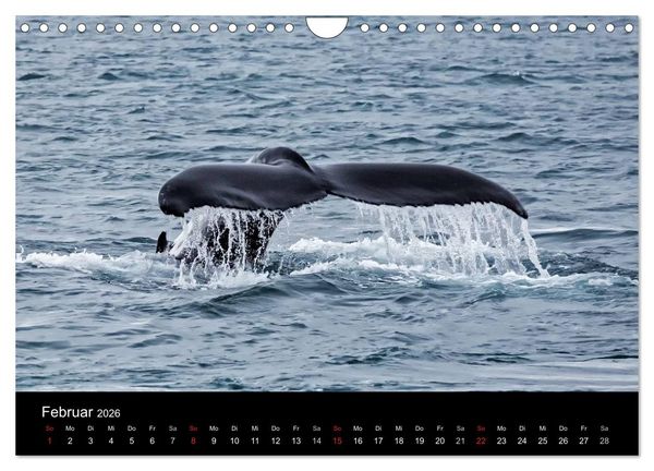 Produktbild: TRAUMZIEL ARKTIS, Impressionen vom Rand der Welt (Wandkalender 2026 DIN A4 quer), CALVENDO Monatskalender