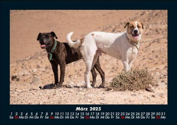 Produktbild: Hunde 2025 Fotokalender DIN A5