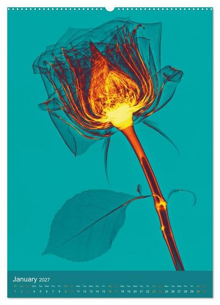 Produktbild: Blossoms between light and colour (Wall Calendar 2027 DIN A2 portrait), CALVENDO 12 Month Wall Calendar