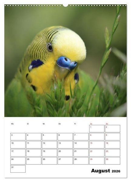 Produktbild: Der Wellensittich - mein bester Freund (hochwertiger Premium Wandkalender 2026 DIN A2 hoch), Kunstdruck in Hochglanz