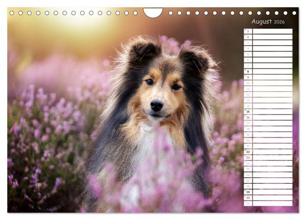 Produktbild: Shetland Sheepdogs Blacky, Anry, Mojo 2026 (Wandkalender 2026 DIN A4 quer), CALVENDO Monatskalender