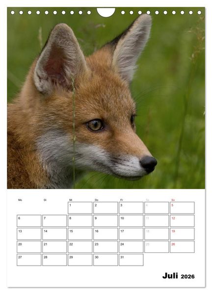 Produktbild: Rotfuchs - Impressionen (Wandkalender 2026 DIN A4 hoch), CALVENDO Monatskalender