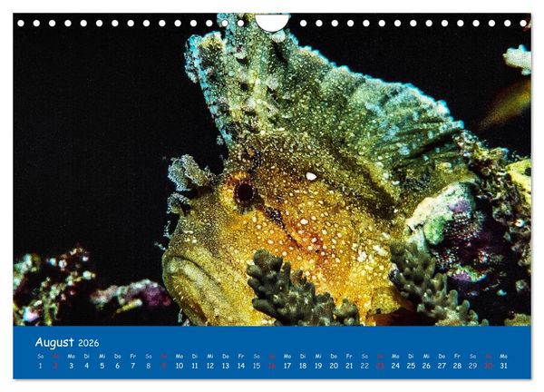 Produktbild: Unterwasserwelten (Wandkalender 2026 DIN A4 quer), CALVENDO Monatskalender