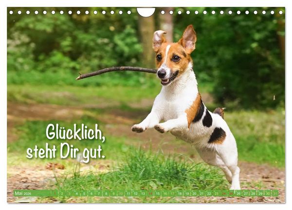 Produktbild: Jack Russell Terrier: Komm spielen (Wandkalender 2026 DIN A4 quer), CALVENDO Monatskalender