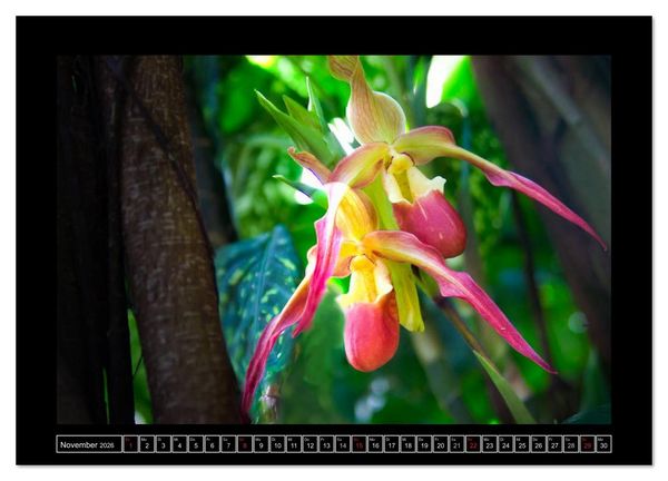 Produktbild: Frauenschuhe - die sch&ouml;nsten Orchideen der Welt (Wandkalender 2026 DIN A4 quer), CALVENDO Monatskalender