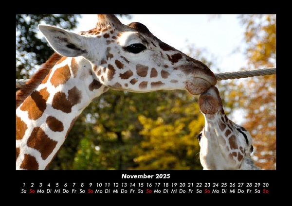 Produktbild: Giraffen 2025 Fotokalender DIN A3