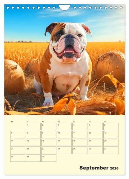 Produktbild: English Bulldogs. Fr&ouml;hliche Dickk&ouml;pfe mit Charakter (Wandkalender 2026 DIN A4 hoch), CALVENDO Monatskalender