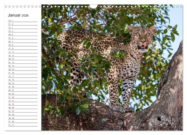 Produktbild: Emotionale Momente: Mein wildes Afrika (Wandkalender 2026 DIN A3 quer), CALVENDO Monatskalender