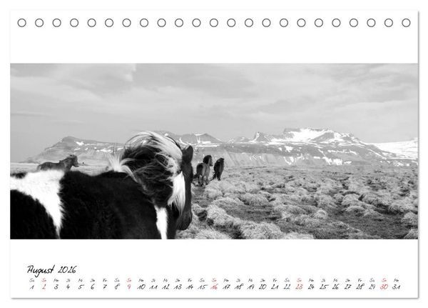 Produktbild: Islandpferde von Brimilsvellir (Tischkalender 2026 DIN A5 quer), CALVENDO Monatskalender