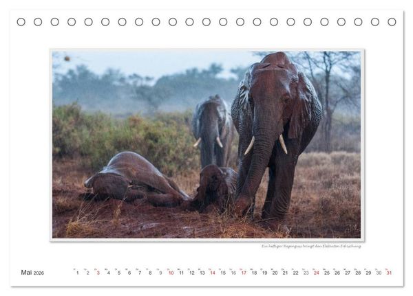 Produktbild: Emotionale Momente: Aus dem Leben der Elefanten. / CH-Version (Tischkalender 2026 DIN A5 quer), CALVENDO Monatskalender