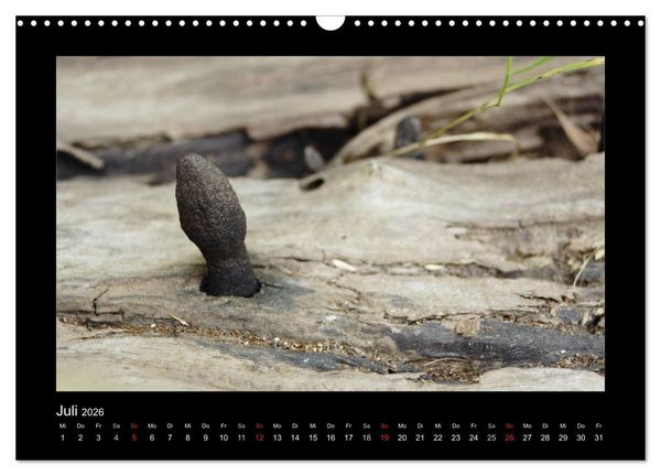 Produktbild: Pilze (Wandkalender 2026 DIN A3 quer), CALVENDO Monatskalender