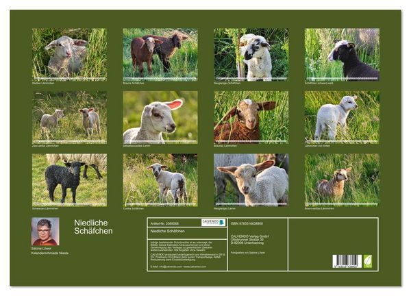 Produktbild: Niedliche Sch&auml;fchen (Wandkalender 2026 DIN A2 quer), CALVENDO Monatskalender