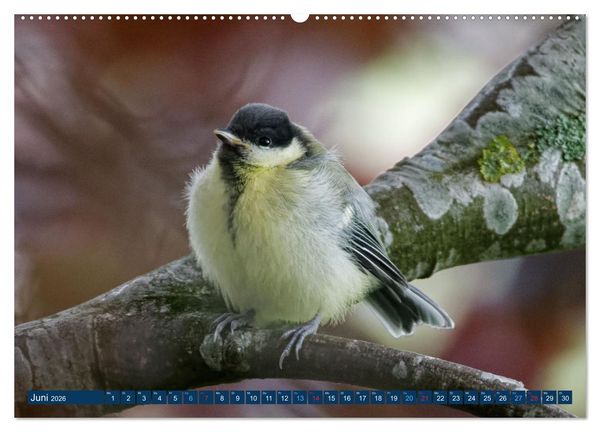 Produktbild: Kohlmeise - Fotografiert von Ostfriesenfotografie (Wandkalender 2026 DIN A2 quer), CALVENDO Monatskalender