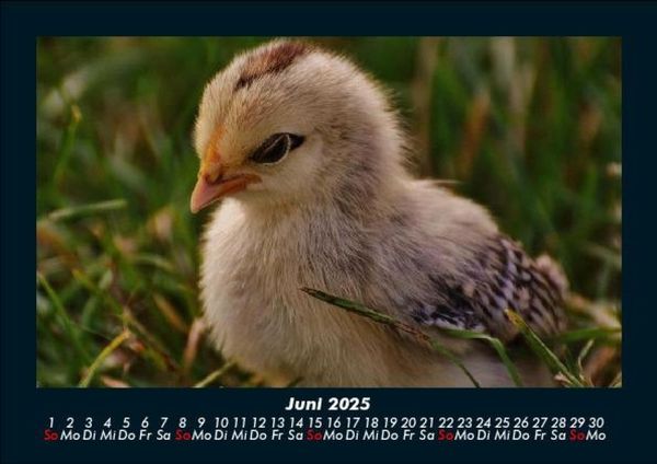 Produktbild: Welt der V&ouml;gel 2025 Fotokalender DIN A5