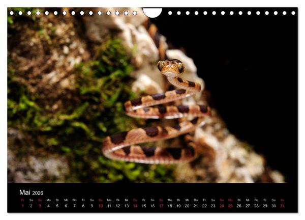 Produktbild: Schlangen (Wandkalender 2026 DIN A4 quer), CALVENDO Monatskalender