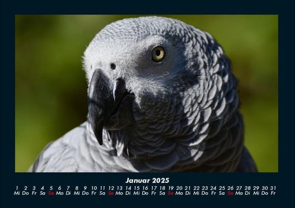 Produktbild: Welt der V&ouml;gel 2025 Fotokalender DIN A4