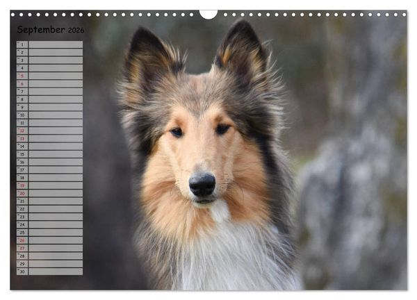 Produktbild: Highland Hawk Fame - Ein Collie begleitet durch das Jahr (Wandkalender 2026 DIN A3 quer), CALVENDO Monatskalender