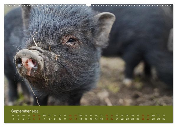 Produktbild: Faszination Minischweine (hochwertiger Premium Wandkalender 2026 DIN A2 quer), Kunstdruck in Hochglanz
