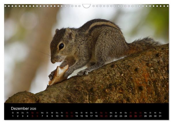 Produktbild: Sri Lanka - Tierische Momente (Wandkalender 2026 DIN A3 quer), CALVENDO Monatskalender