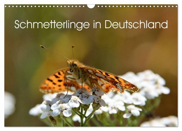 Produktbild: Schmetterlinge in Deutschland (Wandkalender 2026 DIN A3 quer), CALVENDO Monatskalender