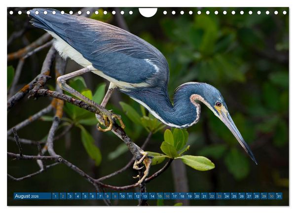 Produktbild: Blaureiher und Dreifarbenreiher (Wandkalender 2026 DIN A4 quer), CALVENDO Monatskalender