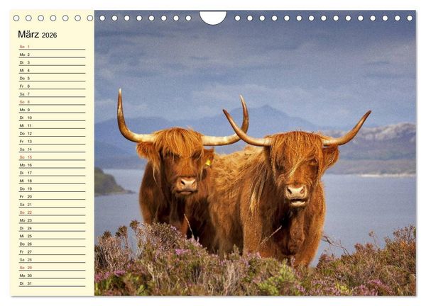 Produktbild: Schottische Hochlandrinder. Freundlich, sch&ouml;n und robust (Wandkalender 2026 DIN A4 quer), CALVENDO Monatskalender