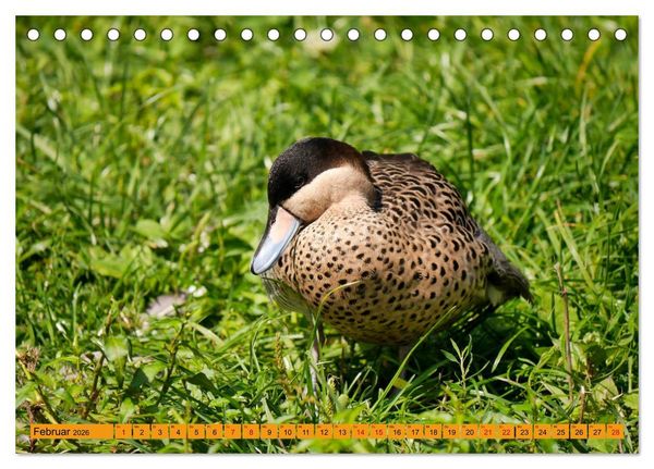 Produktbild: Weltvogelpark Walsrode - Die Vielfalt der Vogelarten (Tischkalender 2026 DIN A5 quer), CALVENDO Monatskalender