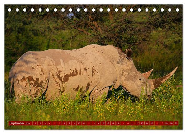 Produktbild: Botswana- Pirschfahrt mit Garantie auf Wildlife (Tischkalender 2026 DIN A5 quer), CALVENDO Monatskalender