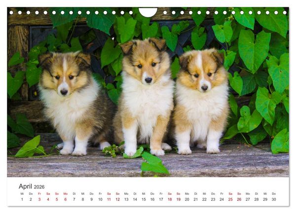 Produktbild: Shelties - Die zuckers&uuml;&szlig;en Vierbeiner. (Wandkalender 2026 DIN A4 quer), CALVENDO Monatskalender