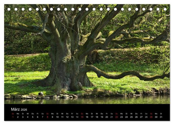 Produktbild: Baum-Variationen (Tischkalender 2026 DIN A5 quer), CALVENDO Monatskalender