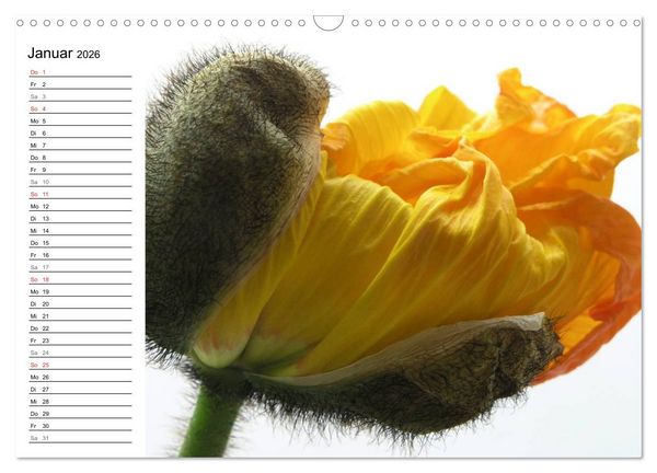 Produktbild: Mohn im Portr&auml;t (Wandkalender 2026 DIN A3 quer), CALVENDO Monatskalender