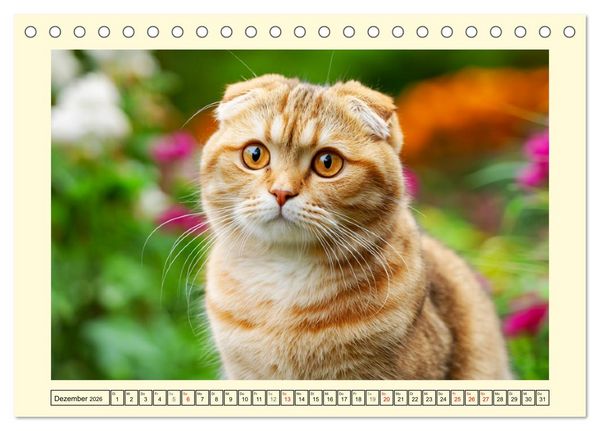 Produktbild: Scottish Fold. Zauberhafte Faltohrkatzen im Garten (Tischkalender 2026 DIN A5 quer), CALVENDO Monatskalender