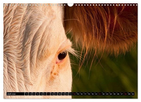 Produktbild: Alpenfleckvieh (Wandkalender 2026 DIN A3 quer), CALVENDO Monatskalender