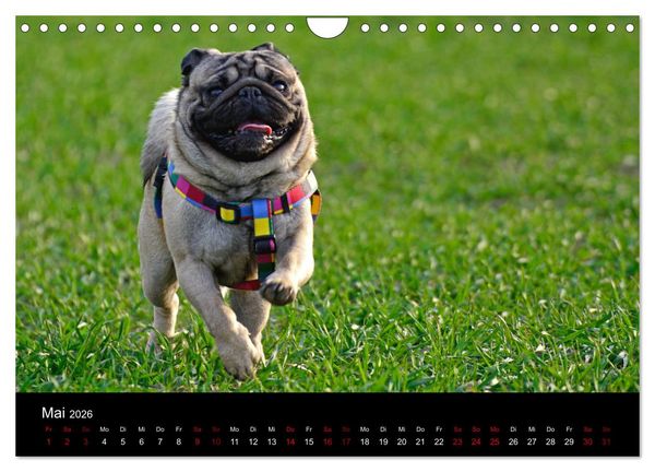 Produktbild: Alles Mops-Kalender 2026 (Wandkalender 2026 DIN A4 quer), CALVENDO Monatskalender
