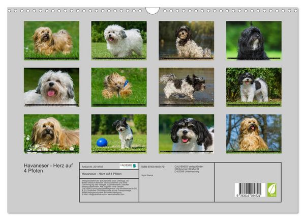 Produktbild: Havaneser - Herz auf 4 Pfoten (Wandkalender 2026 DIN A3 quer), CALVENDO Monatskalender