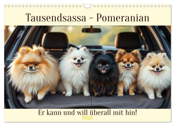 Produktbild: Tausendsassa - Pomeranian (Wandkalender 2026 DIN A3 quer), CALVENDO Monatskalender